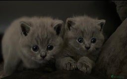 British Shorthair cats for sale: Full pedigree GCCF BSH kittens  - Image 1