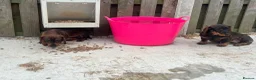 Dachshund dogs for sale: 2 tekles for sale brother and sister £1100 ONO - Advert 3