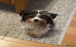 Biewer Terrier dogs for sale: Biewer Terrier Puppies - Advert 4