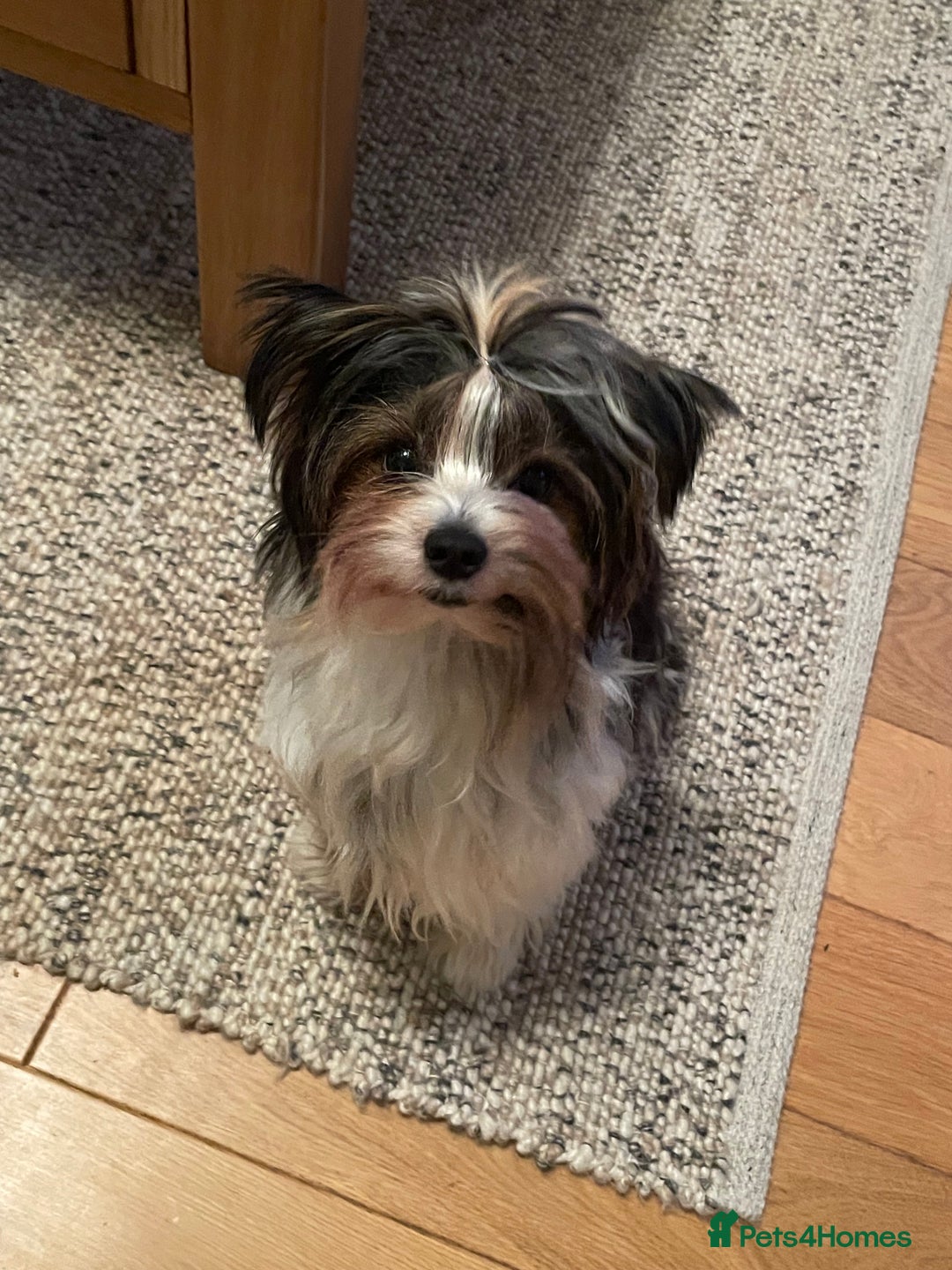 Biewer Terrier dogs for sale: Biewer Terrier Puppies - Advert 4