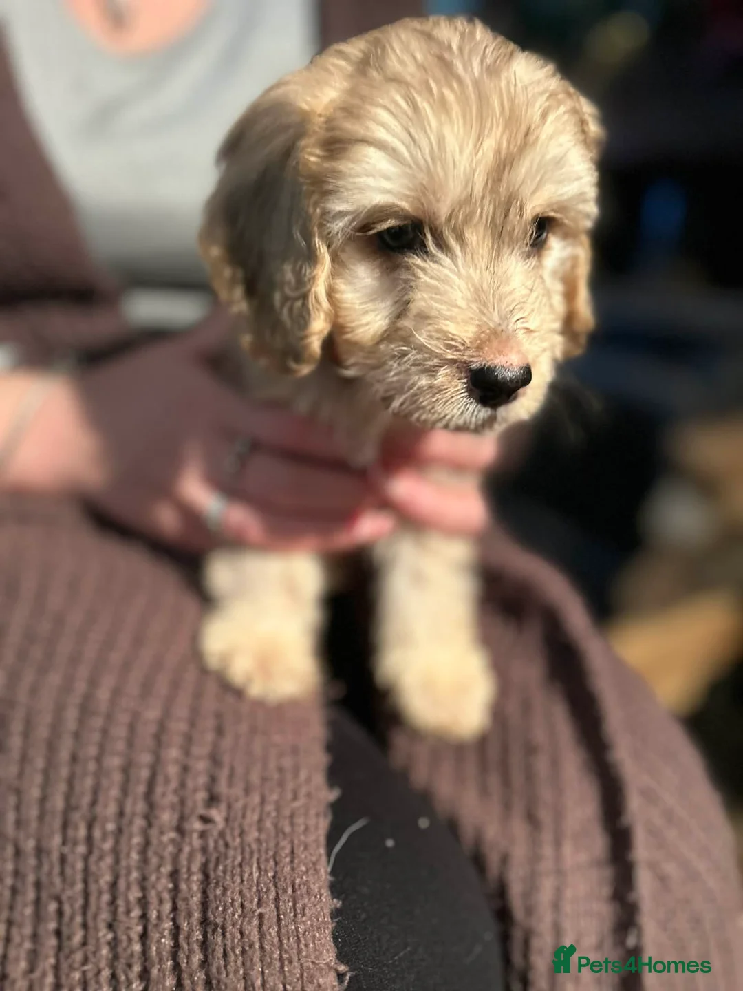 Cockapoo dogs for sale: Cockapoo’s for sale - Advert 5