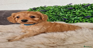 Cavapoo dogs - Advert 9