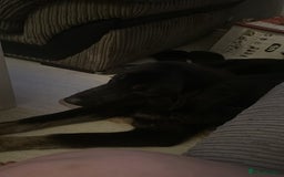 Mixed Breed dogs for sale: Caucasian shepherd cross  - Image 2