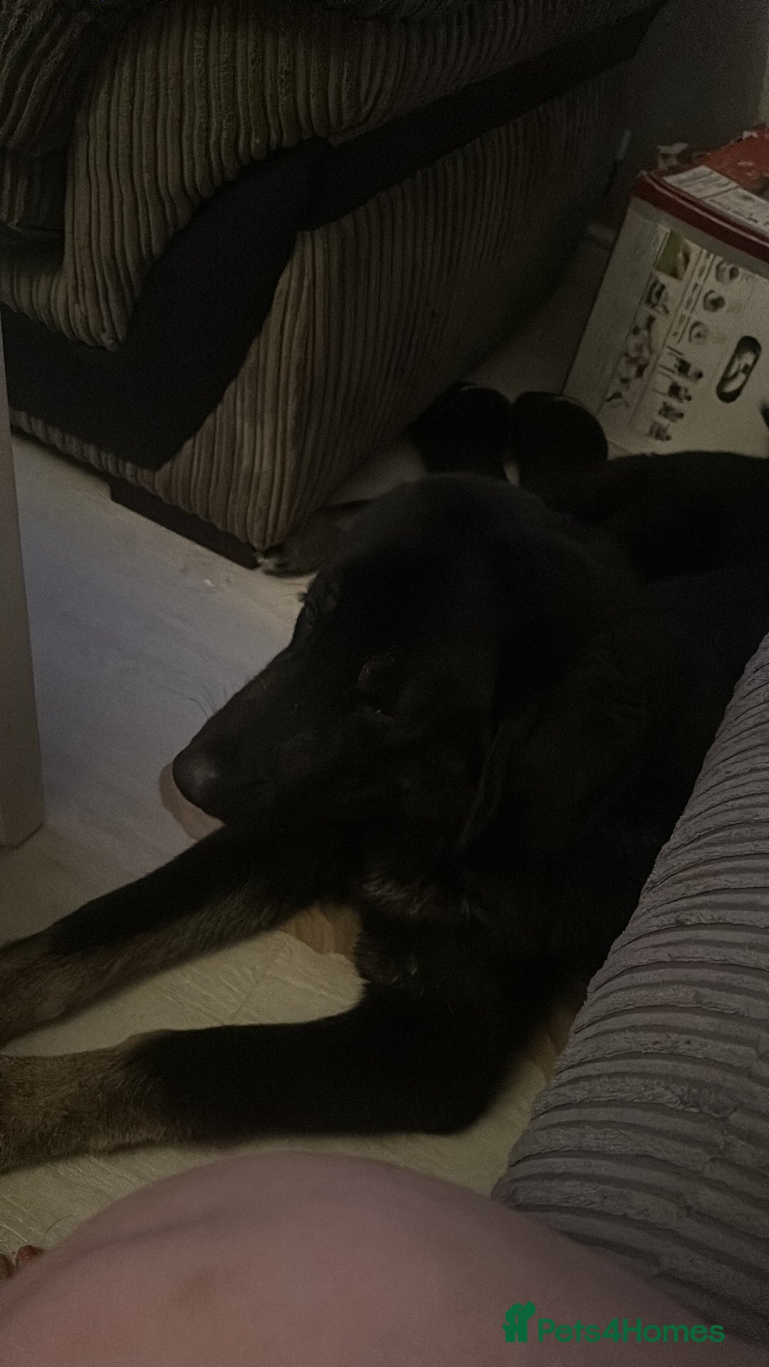 Mixed Breed dogs for sale: Caucasian shepherd cross  - Image 2