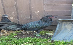 Chickens poultry for sale: FREE Sumatra roosters young friendly birds - Image 4
