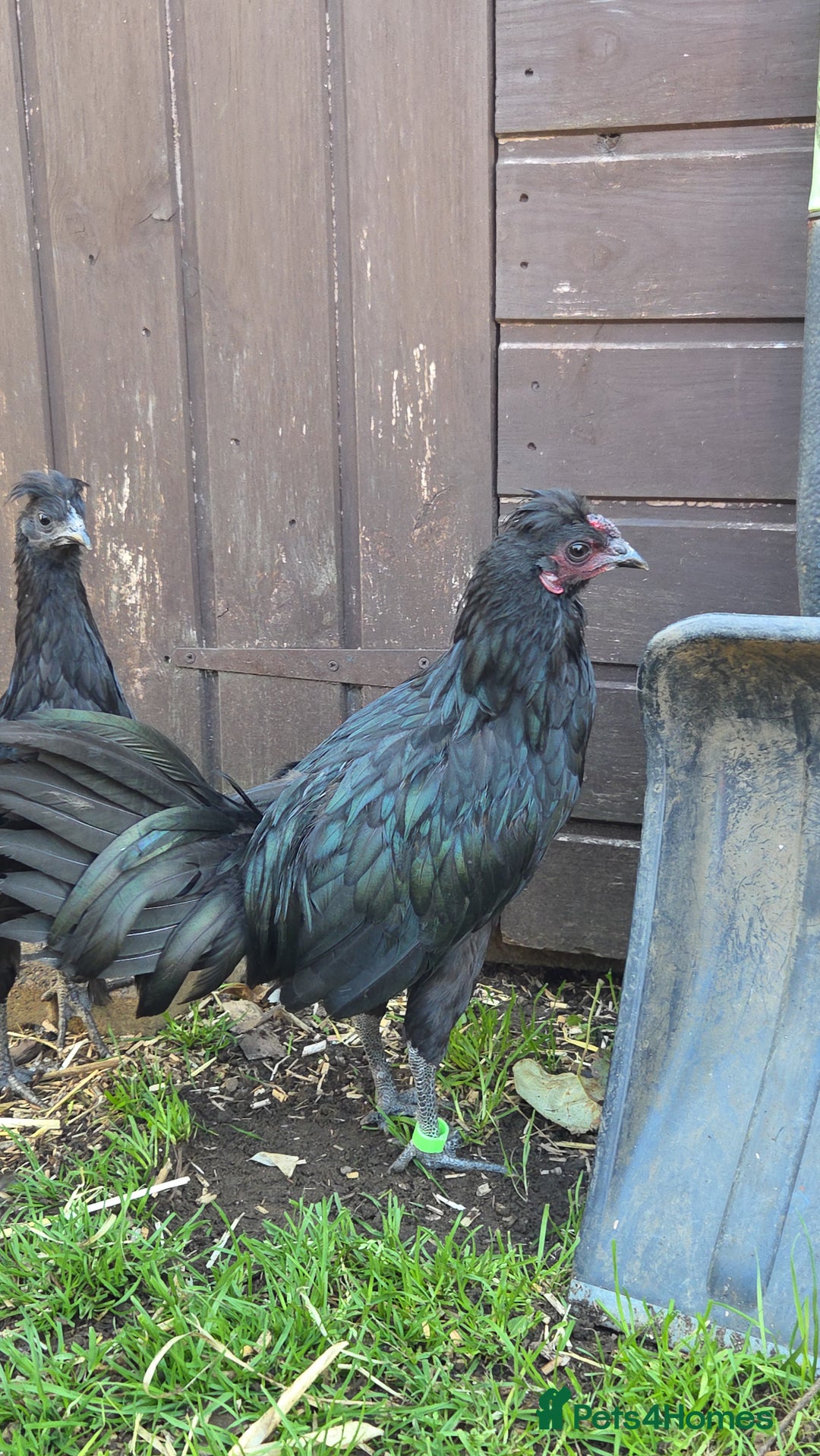 Chickens poultry for sale: FREE Sumatra roosters young friendly birds - Image 4