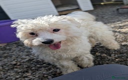 Mixed Breed dogs for adoption: Max - In Ayr Looking for a home  - Image 1