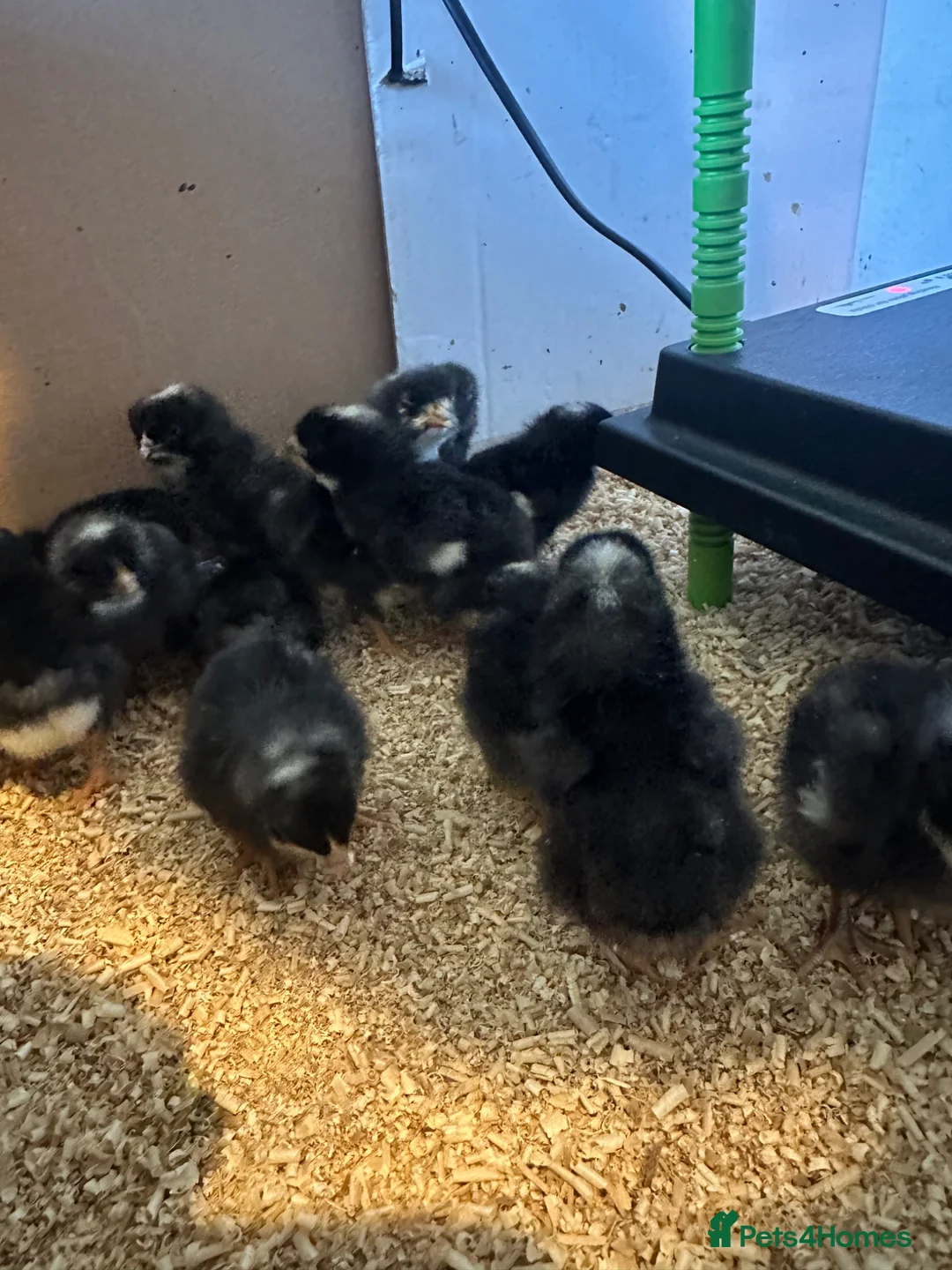 Chickens poultry for sale: 12x day old Barred Plymouth Rock chicks - Advert 2