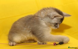 Somali cats for sale: Blue silver female Somali - Image 5