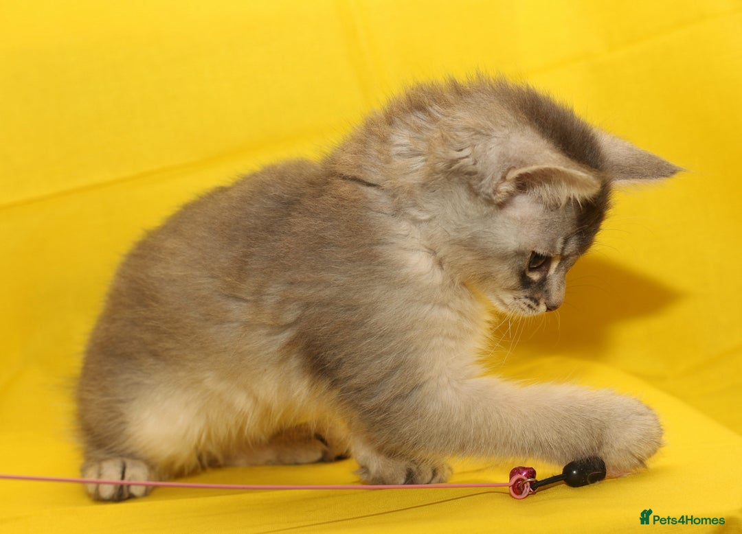 Somali cats for sale: Blue silver female Somali - Image 5