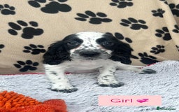 Cocker Spaniel dogs for sale: Health tested small cocker spaniels  - Image 5