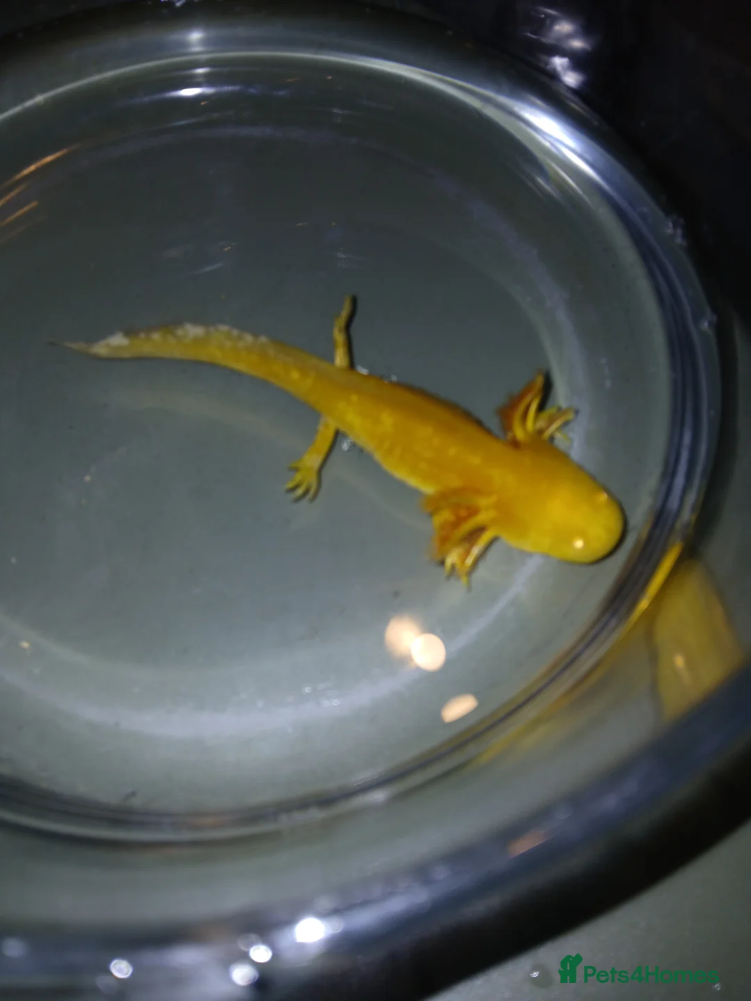 Other/Mixed Breed fish for sale: Axolotls babies gold and copper  - Advert 20