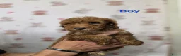 Cockapoo dogs for sale: Red cockapoo puppies - Advert 7