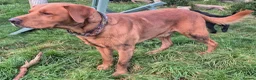 Labrador Retriever dogs for sale: Beautiful and handsome lab puppies - Advert 2
