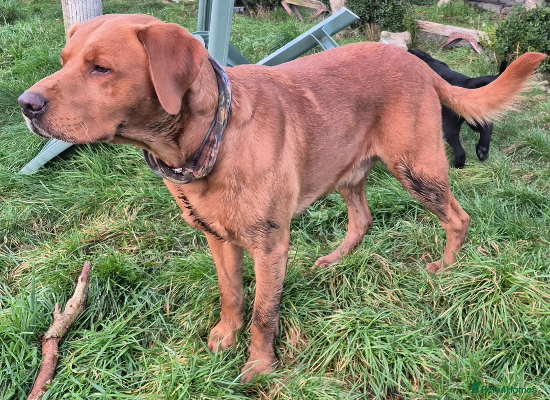 Labrador Retriever dogs for sale: Beautiful and handsome lab puppies - Advert 2