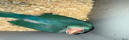 Ringnecks birds for sale:  Indianringnecks - Advert 8