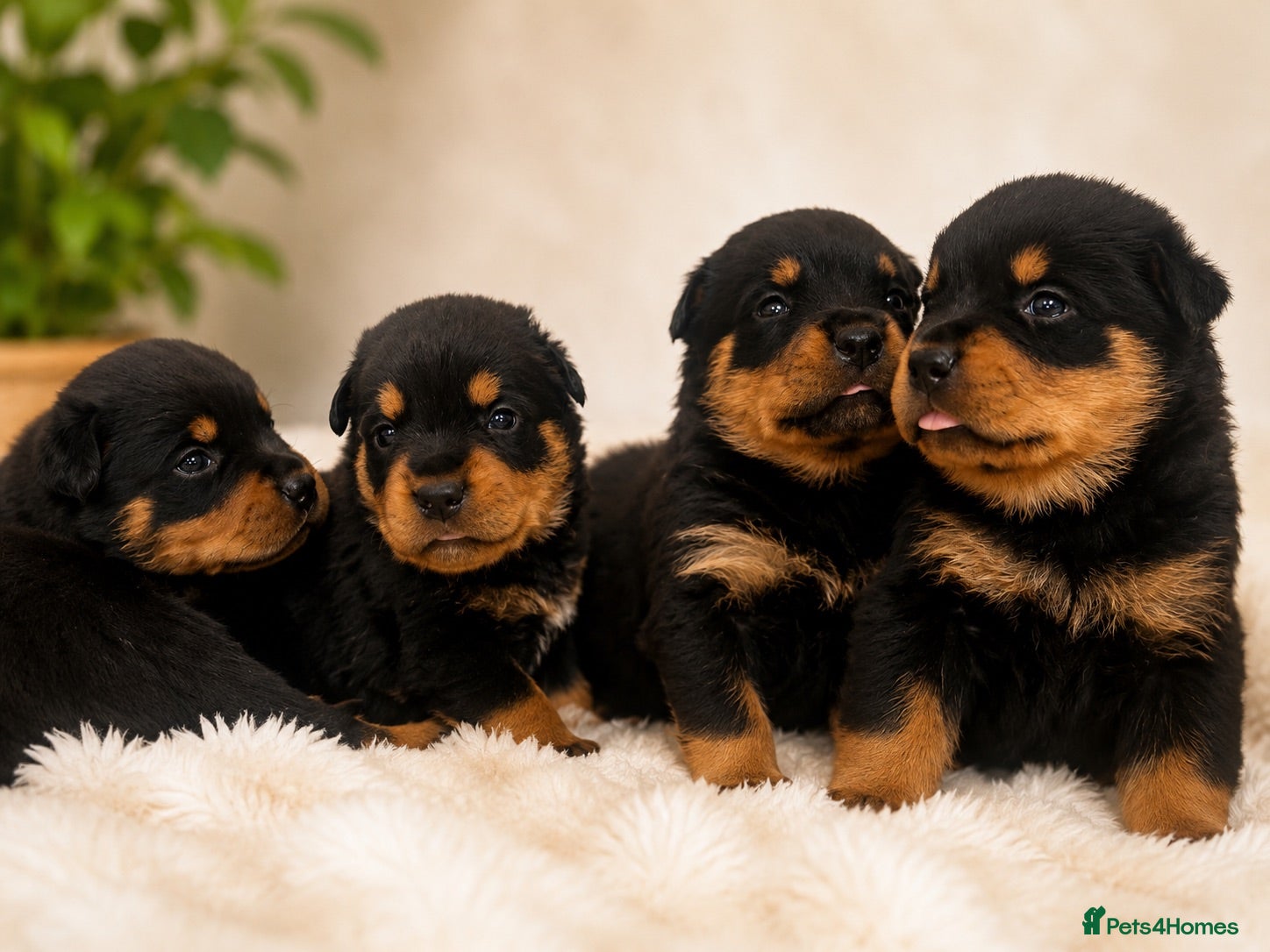 Rottweiler dogs KC chunky farm raised Rotties, both parents owned - Advert 2