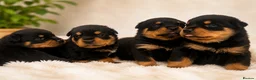Rottweiler dogs for sale: KC chunky farm raised Rotties, both parents owned - Advert 2