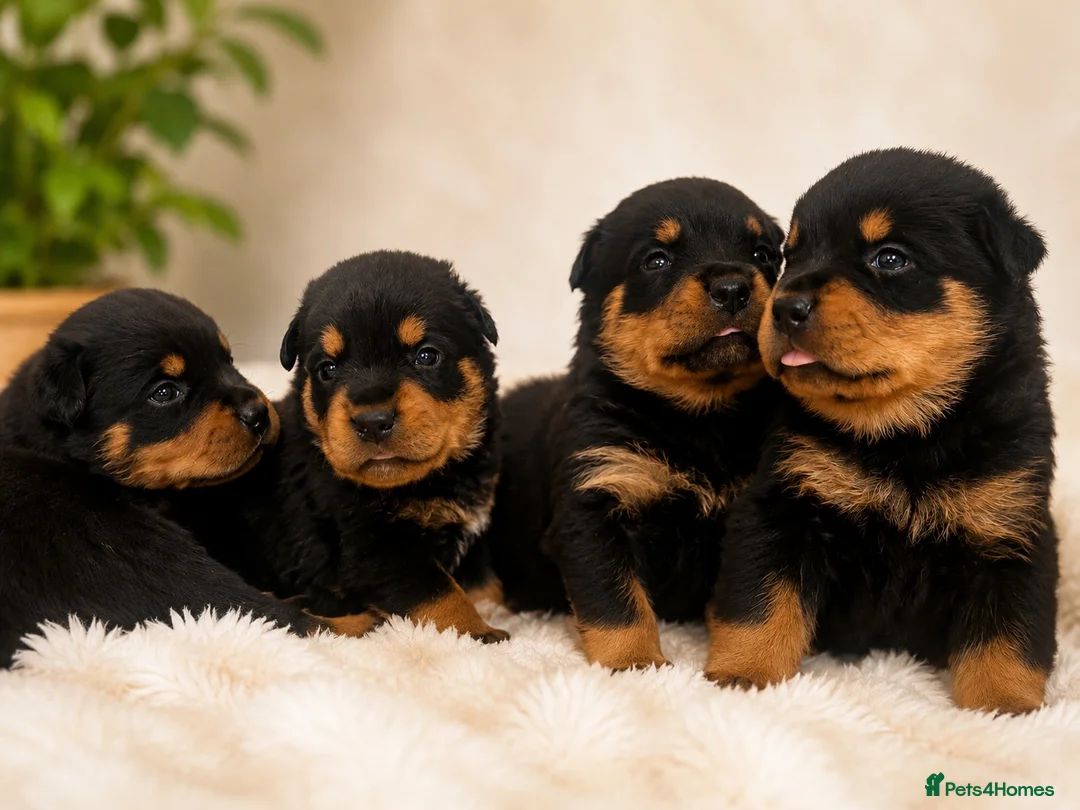 Rottweiler dogs for sale: KC chunky farm raised Rotties, both parents owned - Advert 2
