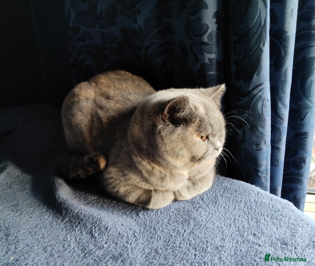 British Shorthair cats for sale:  GCCF CH lines. Beautiful BSH odd eyes boy & girl. - Advert 12