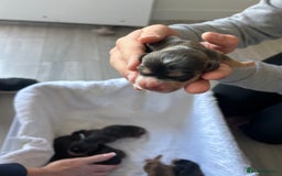 Cocker Spaniel dogs for sale: ✨show type cocker spaniel✨ - Image 10