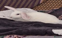 English Lop rabbits for sale: Female white english lop - Image 9