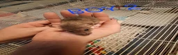 Rat rodents for sale: Male and female baby dumbo rats  - Advert 2