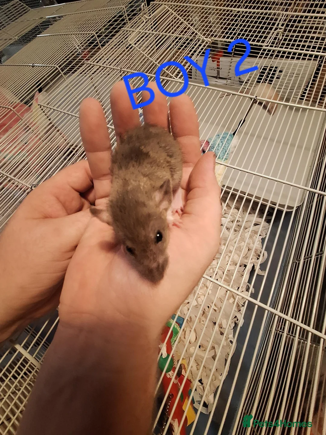 Rat rodents for sale: Male and female baby dumbo rats  - Advert 2