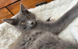 Maine Coon cats for sale: X Maine coon kits - Image 1