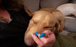 Labrador Retriever dogs for sale: Red fox Labrador & yellow lab  in Gainsborough - Image 12