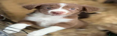 Border Collie 8
