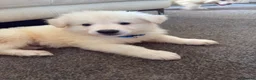 German Shepherd dogs for sale: Straight Back White German Shepherd Pups 🐶 🐕  - Advert 16