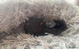 Guinea Pig rodents for sale: Guinea pigs  - Image 7