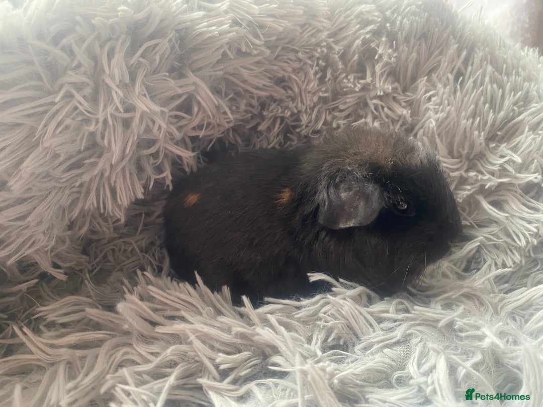 Guinea Pig rodents for sale: Guinea pigs  - Image 7
