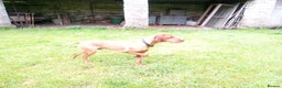 Hungarian Vizsla dogs for stud: Proven Hungarian Vizsla Stud Dog in Badminton - Advert 5