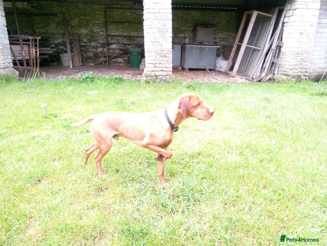Hungarian Vizsla dogs for stud: Proven Hungarian Vizsla Stud Dog in Badminton - Advert 5