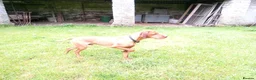 Hungarian Vizsla dogs for stud: Proven Hungarian Vizsla Stud Dog in Badminton - Advert 5