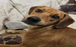 Mixed Breed dogs for adoption: RUBY – 7.5 months old, girl, Mix with Vizla / Lab - Image 8