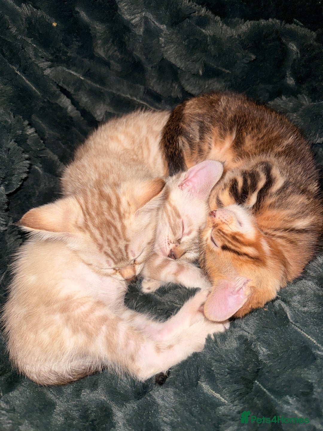 Bengal cats for sale: 2 gorgeous Bengal kittens for sale  - Advert 7