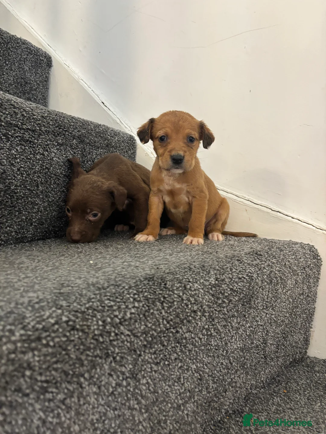 Jackapoo dogs for sale: Jackpoo puppies  in Durham - Advert 2