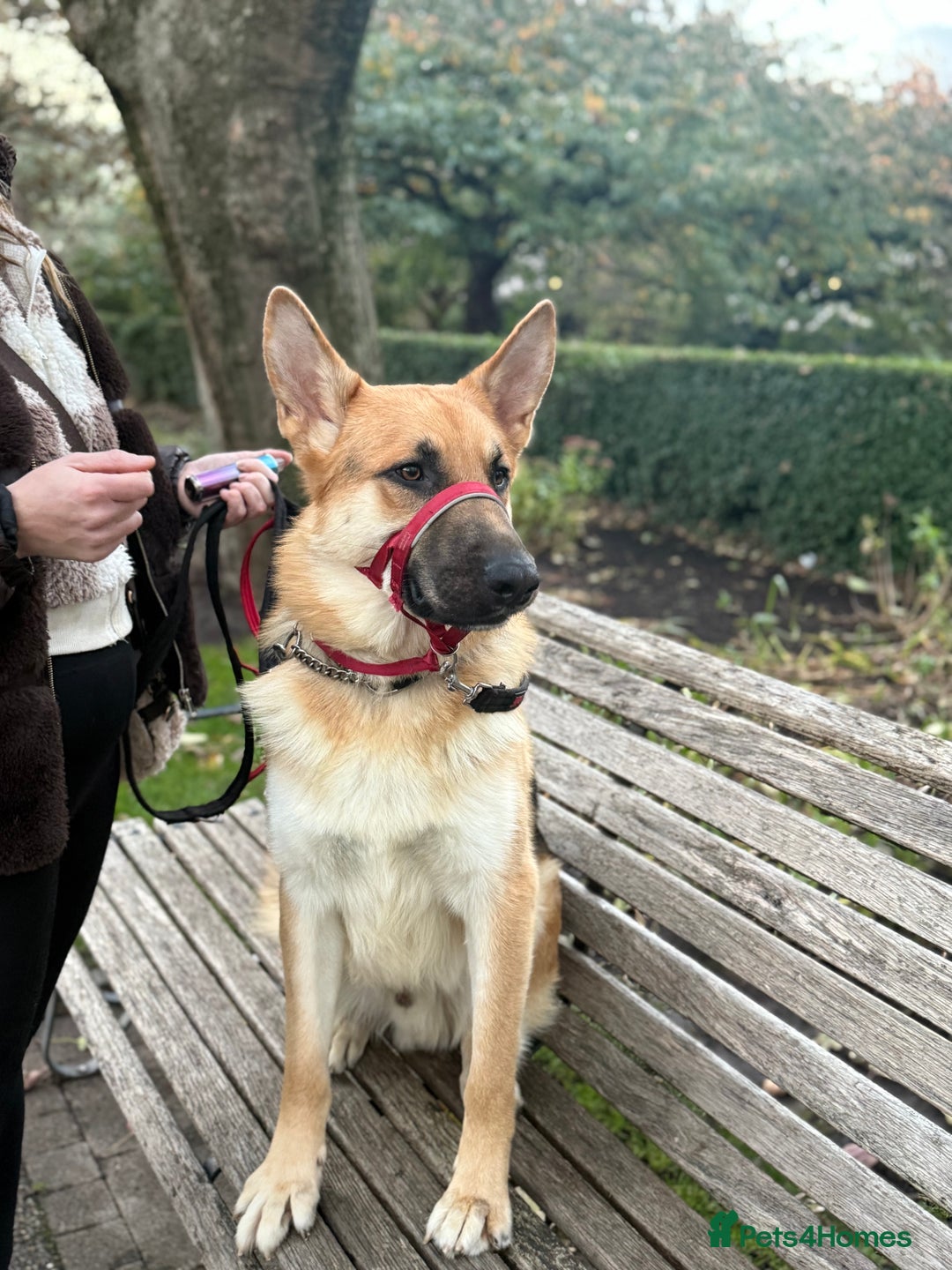 German Shepherd dogs for sale: Male German Shepherd Dog - Advert 2