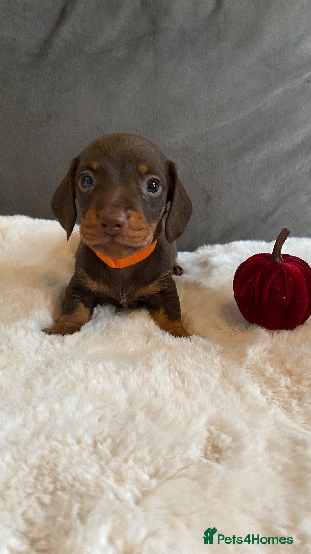 Miniature Dachshund dogs Stunning KC registered miniature dachshunds - Advert 16