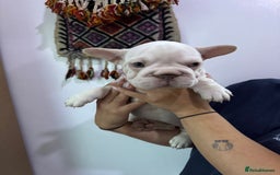French Bulldog dogs for sale: French bulldog puppies - Image 2