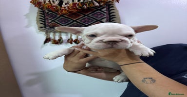 French Bulldog dogs - Advert 9