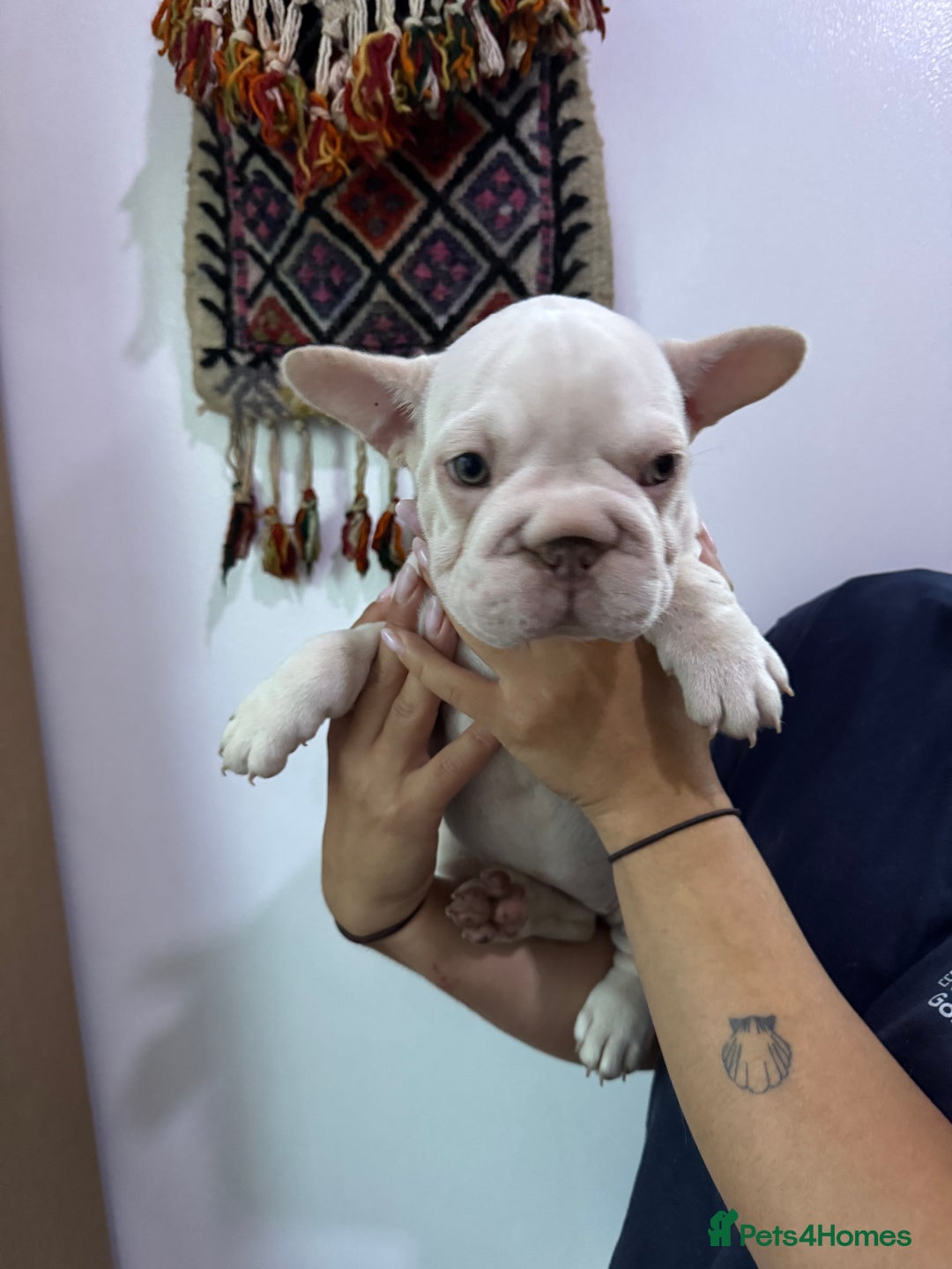 French Bulldog dogs for sale: French bulldog puppies - Image 2