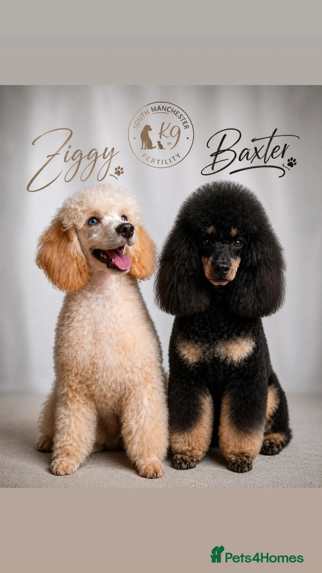 Toy Poodle dogs for stud: Proven, pra clear, kc reg Merle toy poodle  - Advert 1