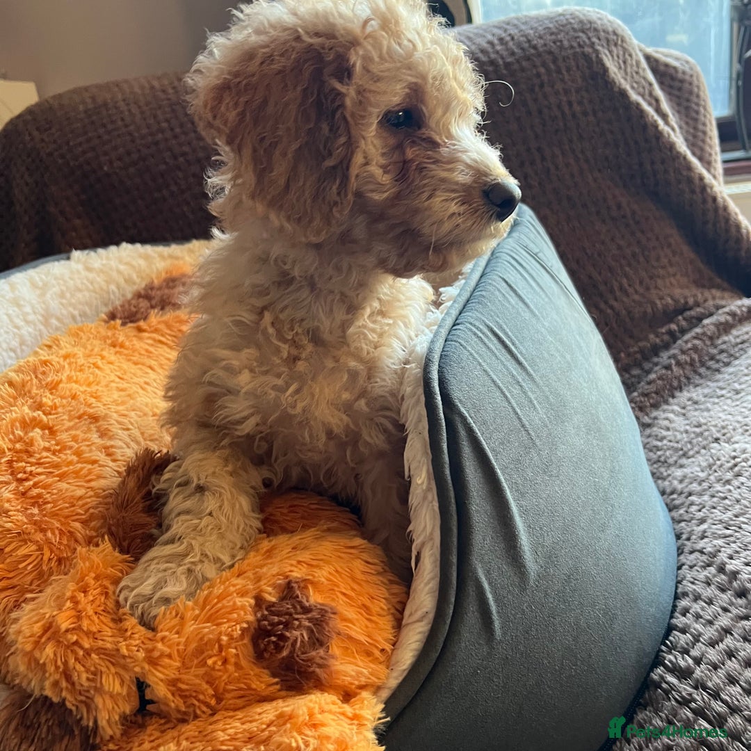 Mixed Breed dogs for sale: F1b Australian Labradoodle  - Advert 4