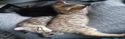 Mixed Breed cats for sale: 3 little boys  - Advert 19