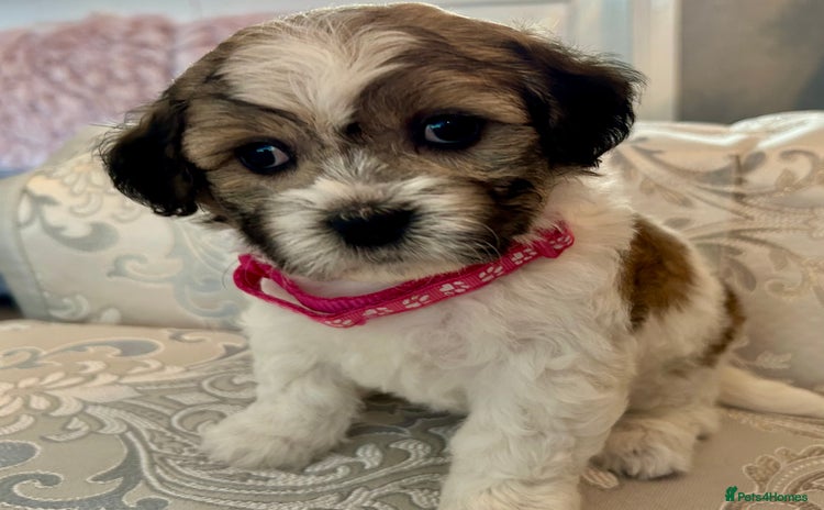 Mixed Breed dogs - Advert 2