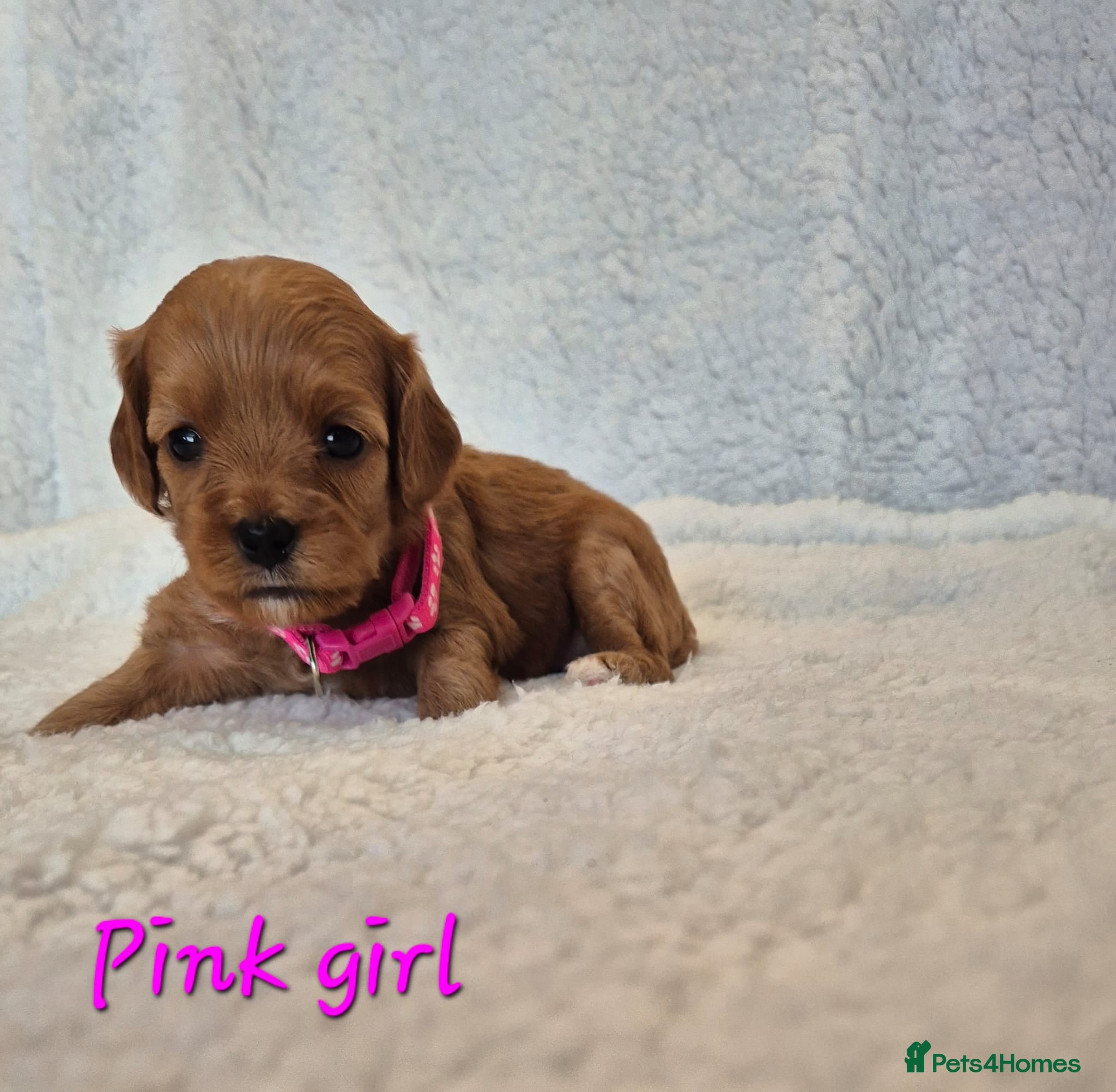 Cavapoo dogs Adorable F1 Cavapoo puppies - Advert 11